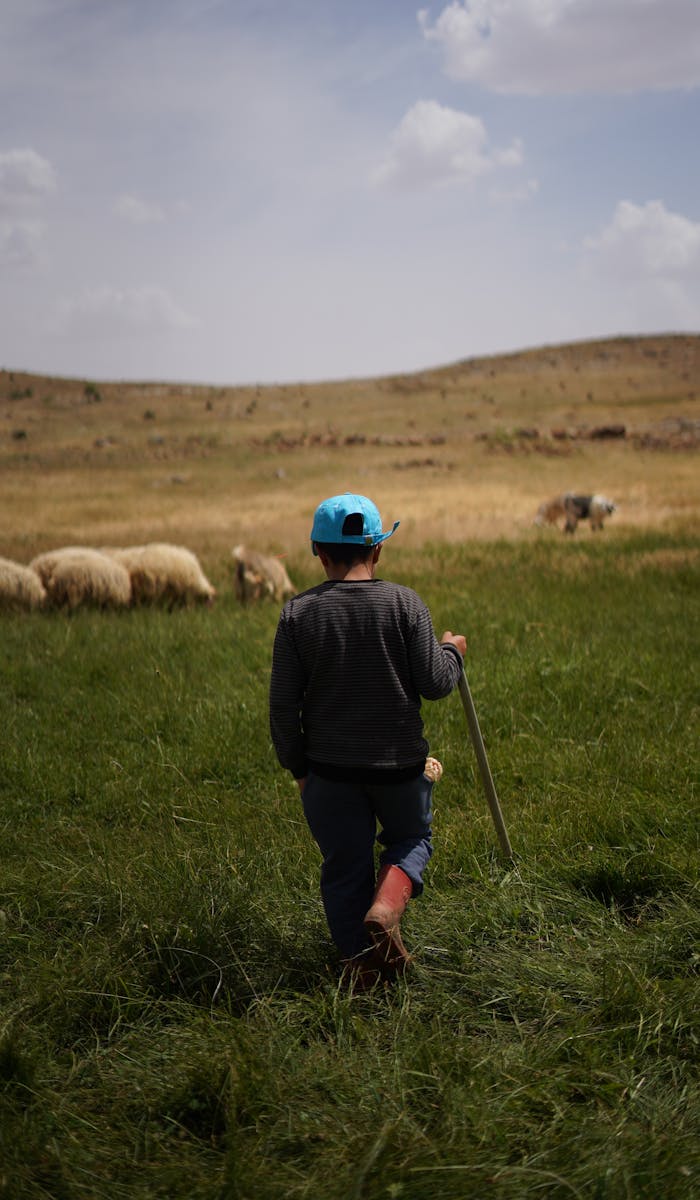 A young boy walks through a grassy field herding sheep on a rural farm.