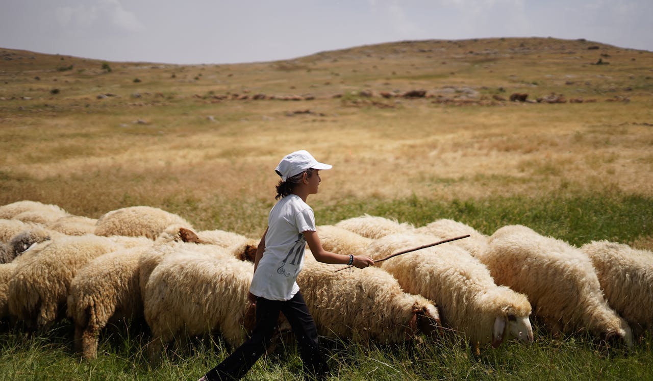 A young boy guides a flock of sheep in a spacious rural field under a bright sky.