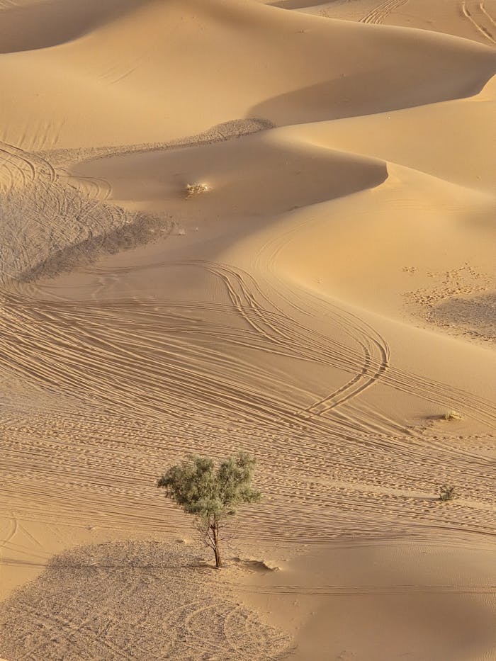 Tranquil desert scene with rolling sand dunes and a lone tree under clear skies.