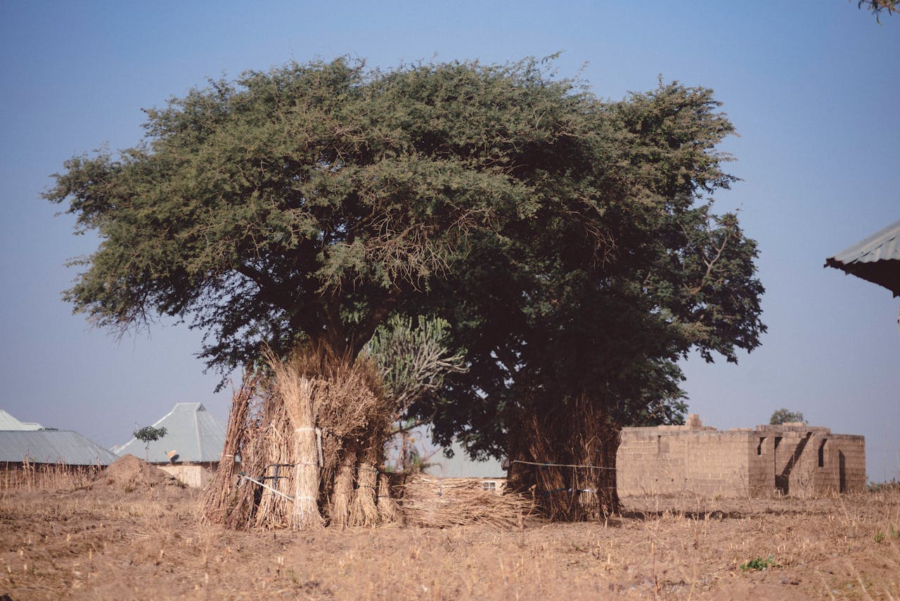 services-03 Beautiful African rural scene with acacia trees and traditional mud structures on Jos Plateau in Nigeria.